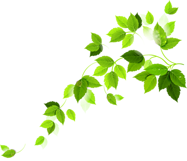 Free Leaf Leaf Branch Plant Clipart Clipart Transparent Background