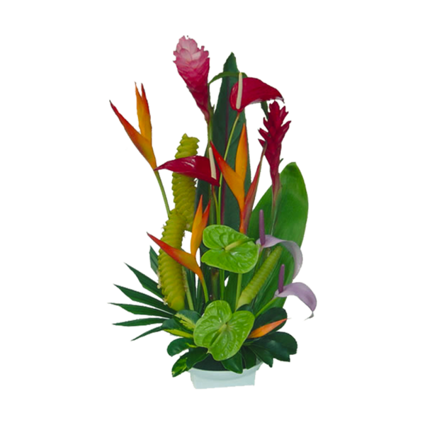 Free Leaf Plant Flower Aquarium Decor Clipart Clipart Transparent Background