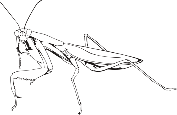 Free Insect Line Art Black And White Insect Clipart Clipart Transparent Background