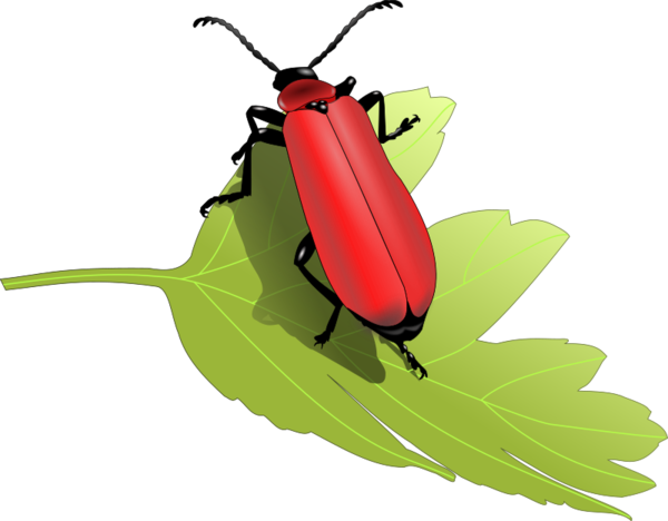 Free Insect Insect Beetle Pest Clipart Clipart Transparent Background