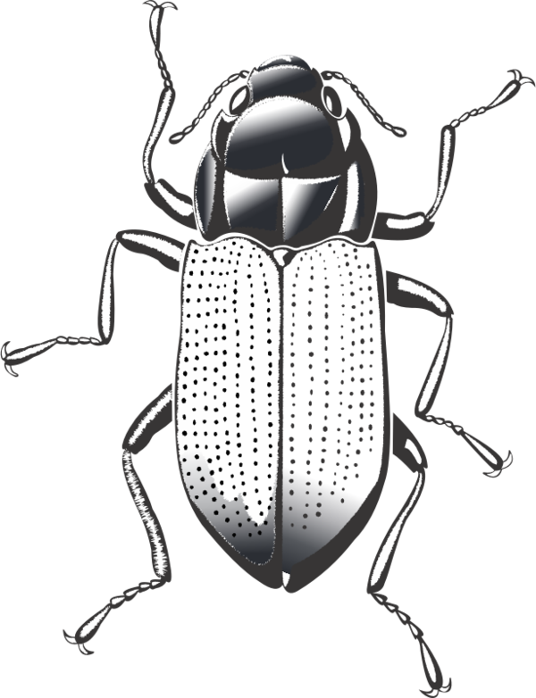 Free Insect Insect Black And White Beetle Clipart Clipart Transparent Background