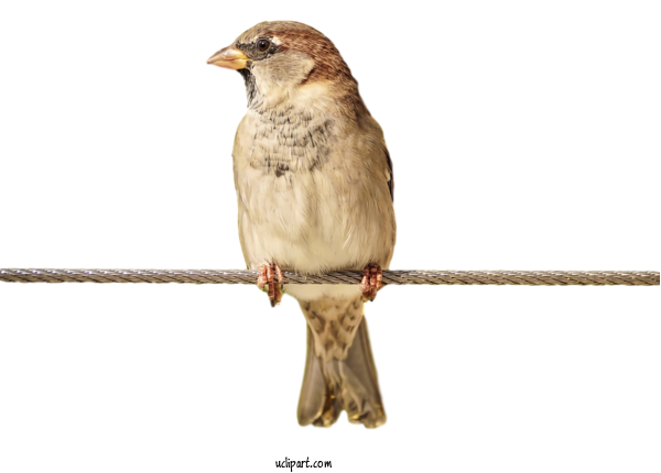 Free Animals Bird Beak Emberizidae For Bird Clipart Transparent Background