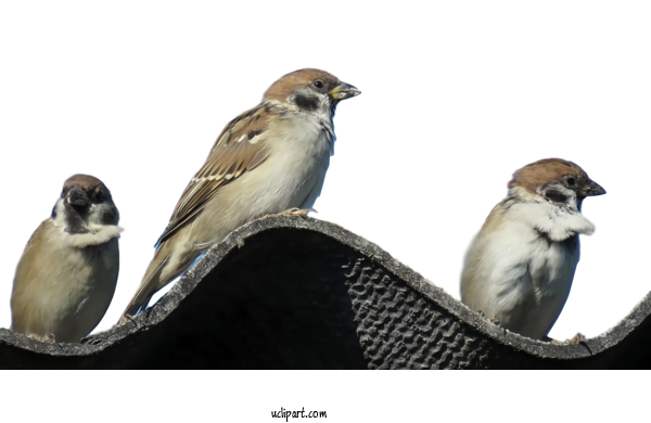 Free Animals Bird Beak Sparrow For Bird Clipart Transparent Background