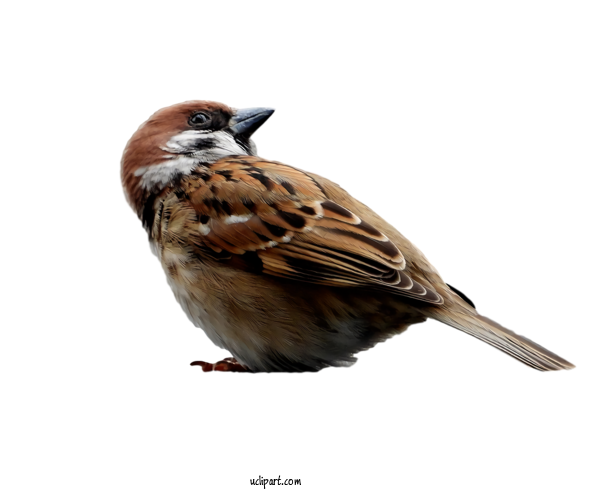 Free Animals Bird Sparrow House Sparrow For Bird Clipart Transparent Background