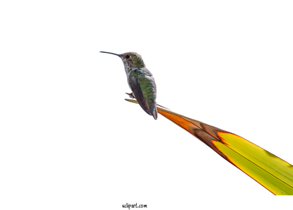 Free Animals Hummingbird Bird Beak For Bird Clipart Transparent Background