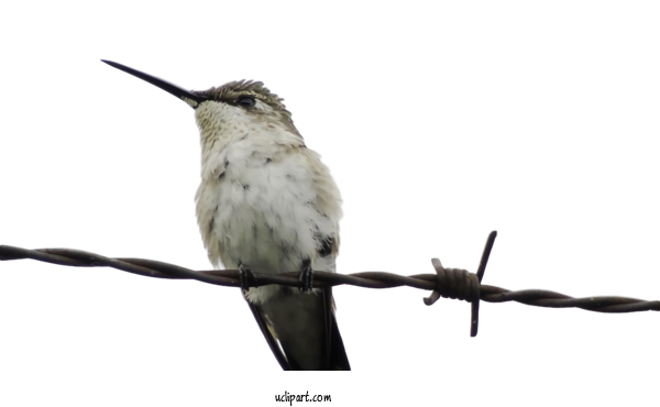 Free Animals Bird Beak Hummingbird For Bird Clipart Transparent Background