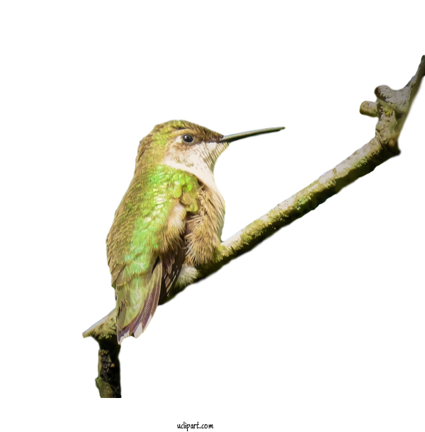 Free Animals Hummingbird Bird Beak For Bird Clipart Transparent Background