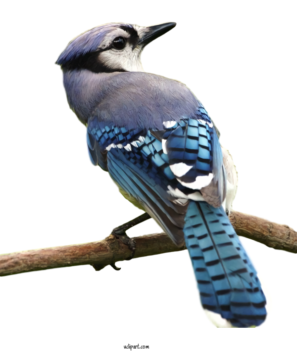 Free Animals Bird Blue Jay Jay For Bird Clipart Transparent Background