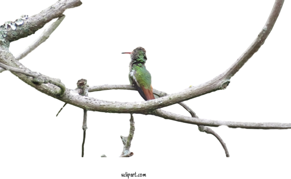 Free Animals Bird Branch Beak For Bird Clipart Transparent Background