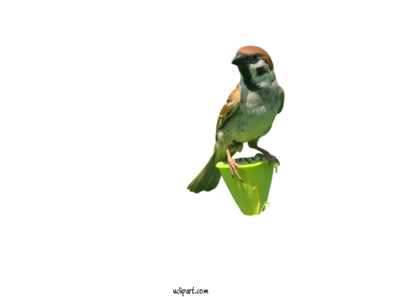 Free Animals Bird Green Beak For Bird Clipart Transparent Background