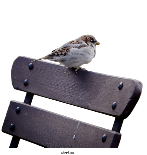 Free Animals Bird Junco House Sparrow For Bird Clipart Transparent Background