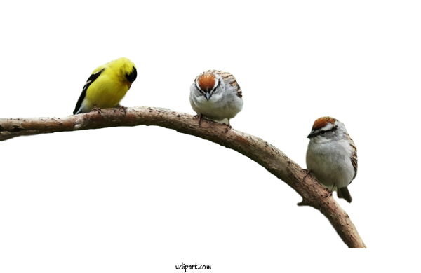 Free Animals Bird Beak Branch For Bird Clipart Transparent Background