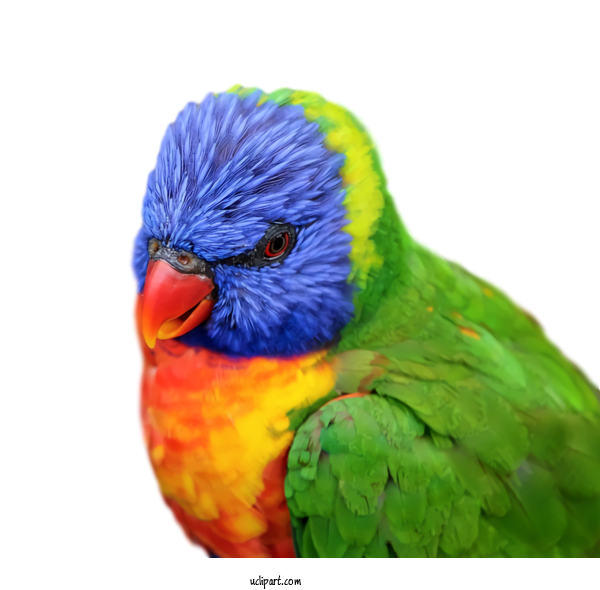 Free Animals Bird Lorikeet Parrot For Bird Clipart Transparent Background