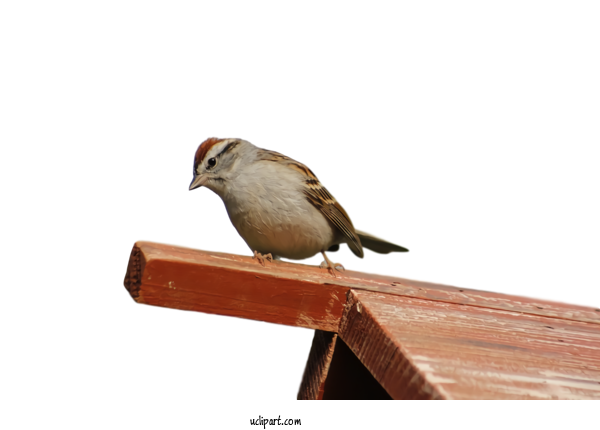 Free Animals Bird Beak Sparrow For Bird Clipart Transparent Background