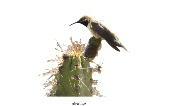 Free Animals Bird Beak Plant For Bird Clipart Transparent Background