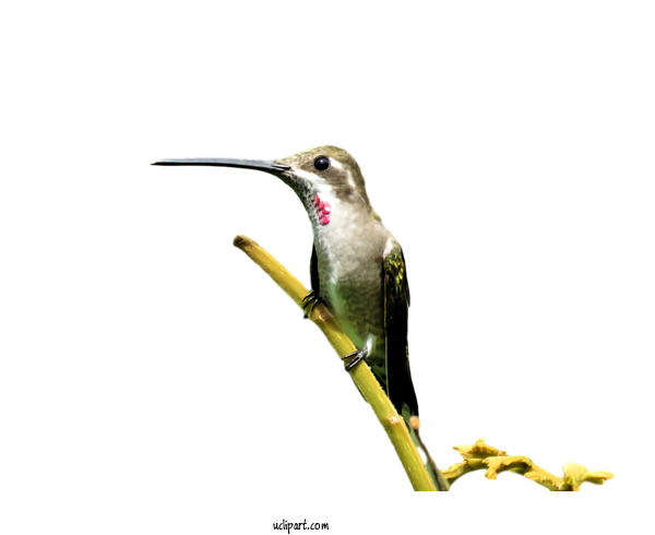 Free Animals Bird Hummingbird Beak For Bird Clipart Transparent Background