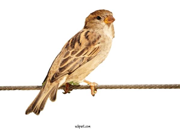 Free Animals Bird Beak Savannah Sparrow For Bird Clipart Transparent Background