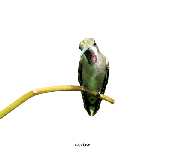 Free Animals Bird Parakeet Budgie For Bird Clipart Transparent Background