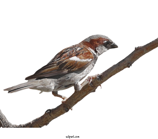 Free Animals Bird House Sparrow Beak For Bird Clipart Transparent Background