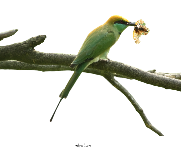 Free Animals Bird Beak Parakeet For Bird Clipart Transparent Background