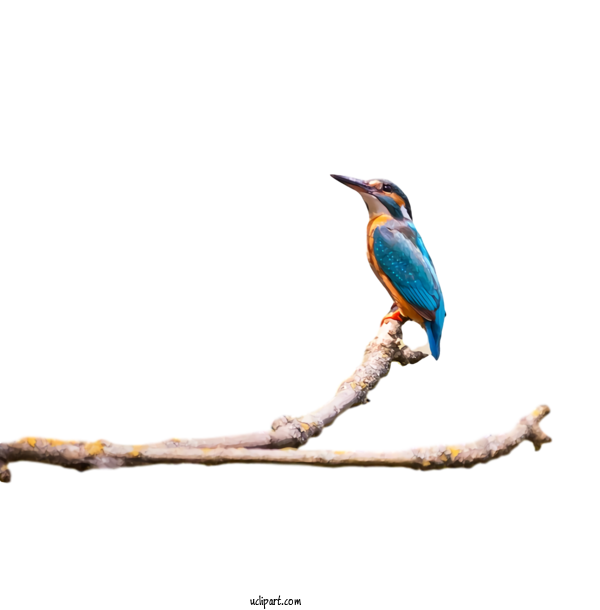 Free Animals Bird Beak Coraciiformes For Bird Clipart Transparent Background