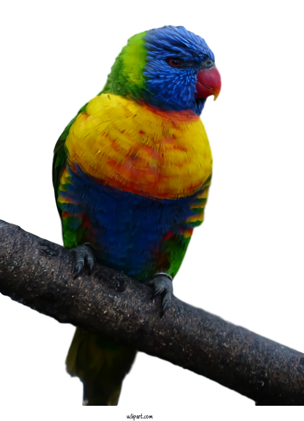 Free Animals Bird Lorikeet Parrot For Bird Clipart Transparent Background