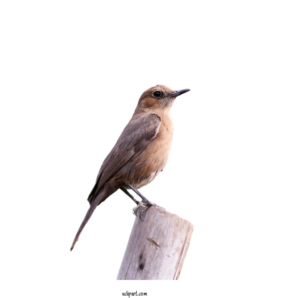 Free Animals Bird Beak Old World Flycatcher For Bird Clipart Transparent Background