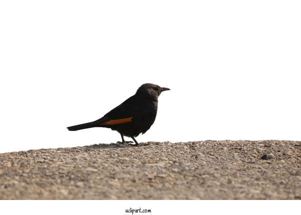 Free Animals Bird Beak Blackbird For Bird Clipart Transparent Background