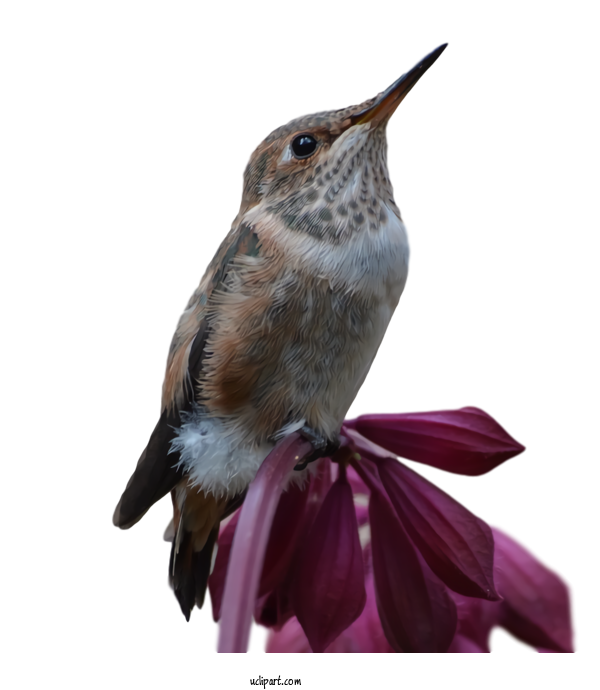 Free Animals Bird Hummingbird Rufous Hummingbird For Bird Clipart Transparent Background