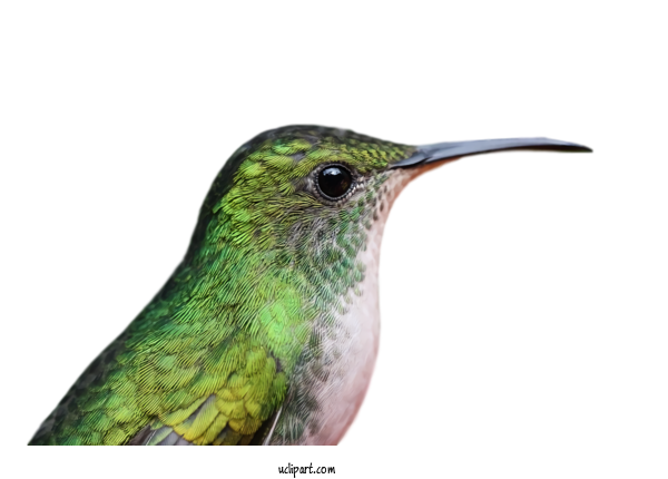 Free Animals Bird Hummingbird Beak For Bird Clipart Transparent Background