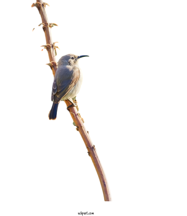 Free Animals Bird Beak Twig For Bird Clipart Transparent Background