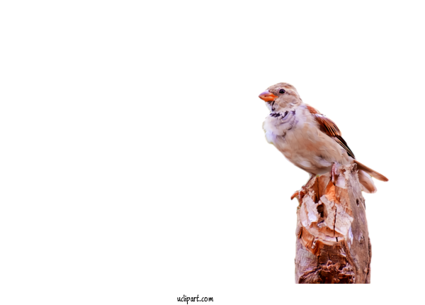 Free Animals Bird Beak Finch For Bird Clipart Transparent Background