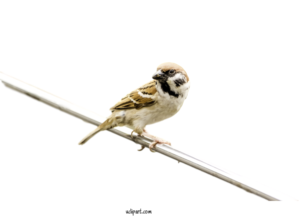 Free Animals Bird House Sparrow Beak For Bird Clipart Transparent Background