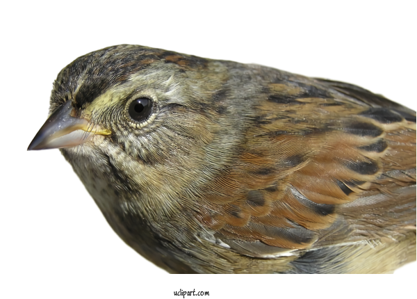 Free Animals Bird Beak Finch For Bird Clipart Transparent Background