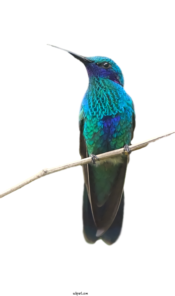 Free Animals Hummingbird Bird Turquoise For Bird Clipart Transparent Background