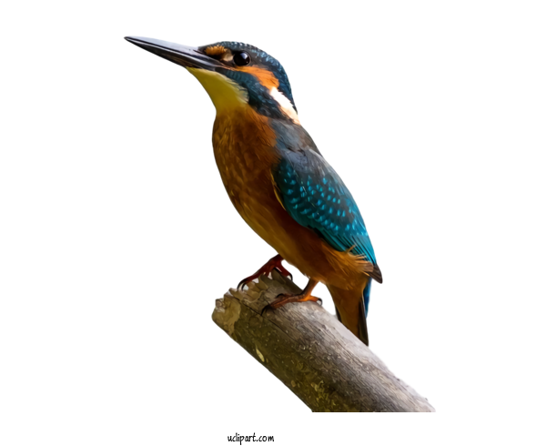 Free Animals Bird Beak Coraciiformes For Bird Clipart Transparent Background