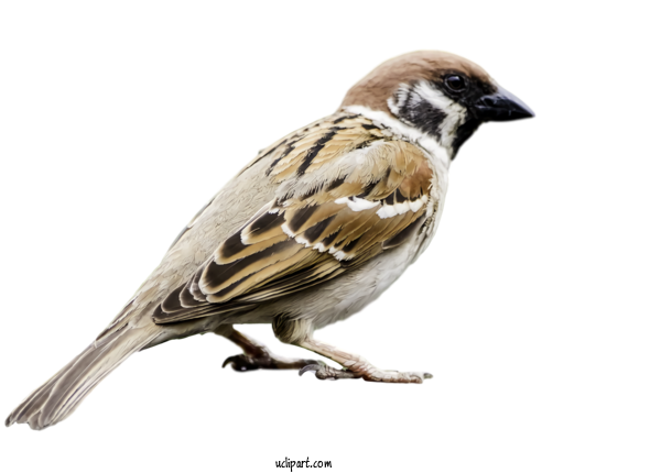 Free Animals Bird House Sparrow Sparrow For Bird Clipart Transparent Background