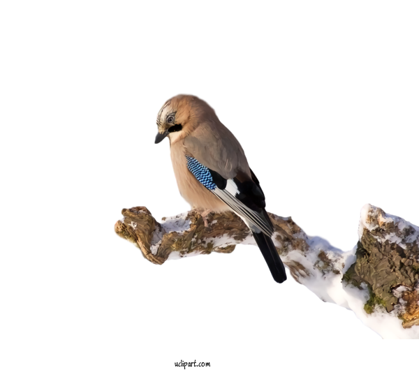 Free Animals Bird Jay Beak For Bird Clipart Transparent Background