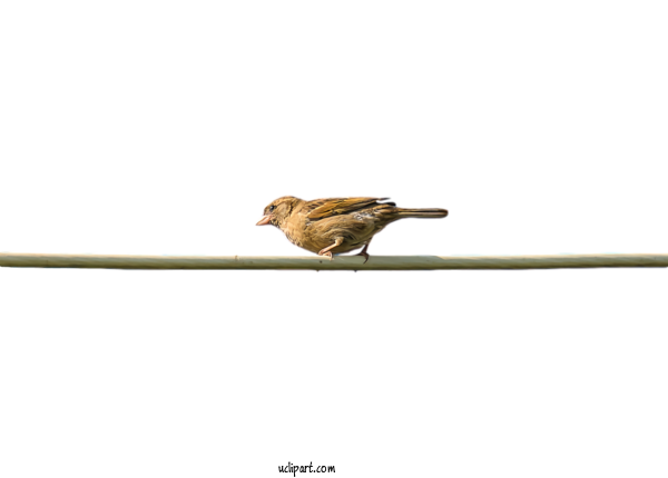 Free Animals Beige Bird For Bird Clipart Transparent Background