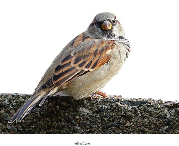 Free Animals Bird Sparrow Beak For Bird Clipart Transparent Background