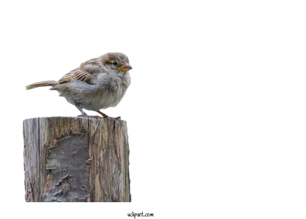 Free Animals Bird Beak House Sparrow For Bird Clipart Transparent Background