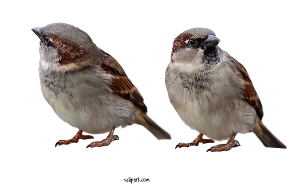 Free Animals Bird House Sparrow Sparrow For Bird Clipart Transparent Background
