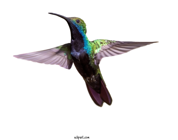 Free Animals Bird Hummingbird Purple For Bird Clipart Transparent Background