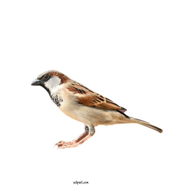 Free Animals Bird Sparrow House Sparrow For Bird Clipart Transparent Background
