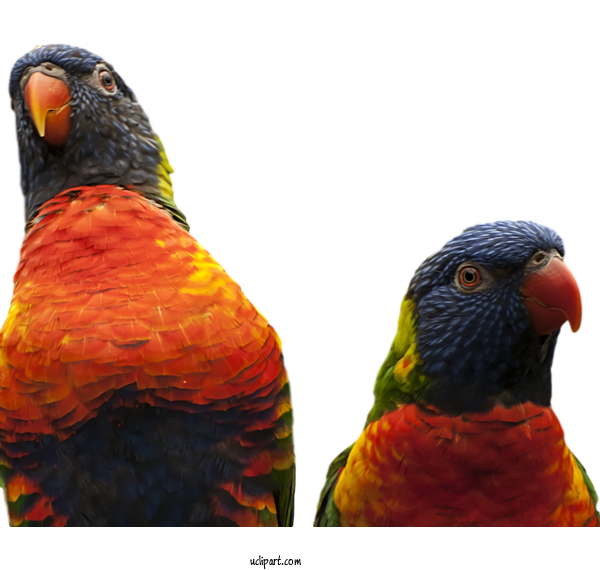 Free Animals Bird Lorikeet Beak For Bird Clipart Transparent Background
