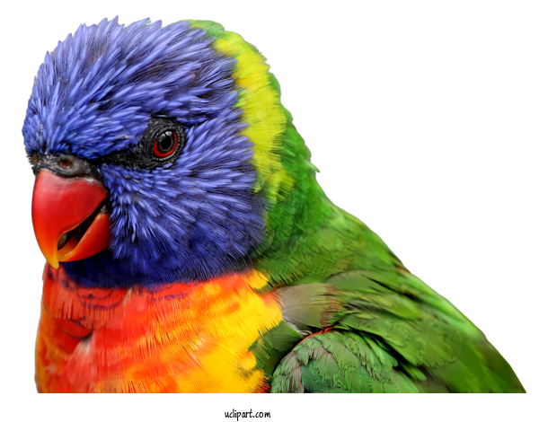 Free Animals Bird Parrot Lorikeet For Bird Clipart Transparent Background