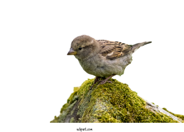 Free Animals Bird Beak House Sparrow For Bird Clipart Transparent Background