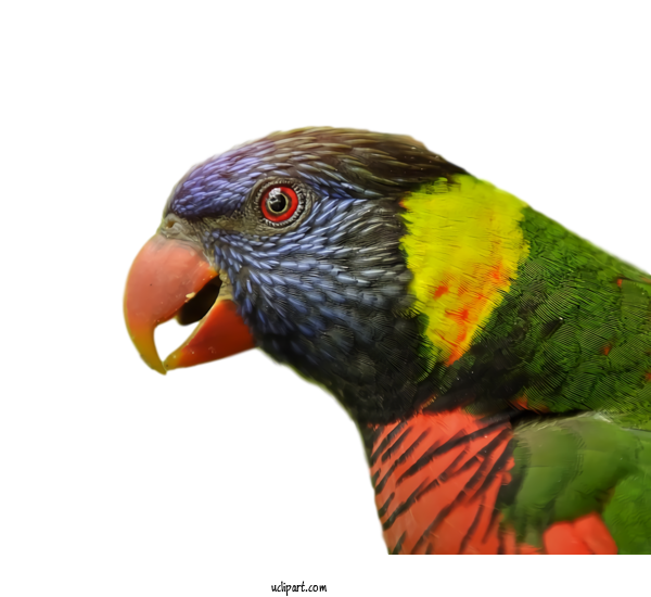 Free Animals Bird Beak Parrot For Bird Clipart Transparent Background