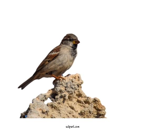 Free Animals Bird Finch Beak For Bird Clipart Transparent Background