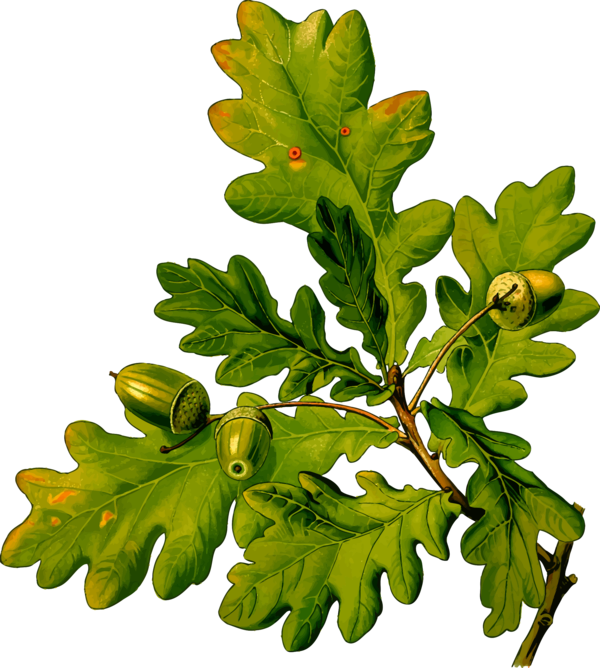 Free Fruit Leaf Plant Tree Clipart Clipart Transparent Background